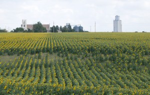 Kansas - The sunflower state