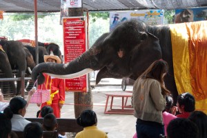 This elephant is taking a collection basket around